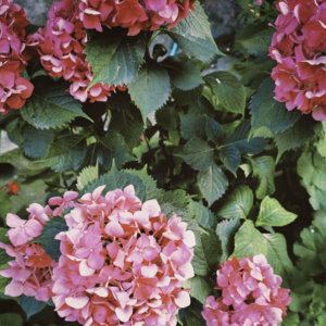 VOL147.由于文化和语境的差异，不是每个人都愿意跟外国人谈恋爱。