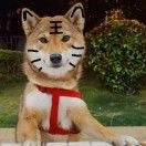 耿耿耿