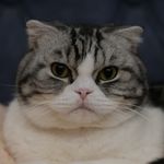 严肃猫咪