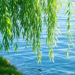 willow668