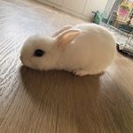 我儿子说小兔兔叫他妈妈