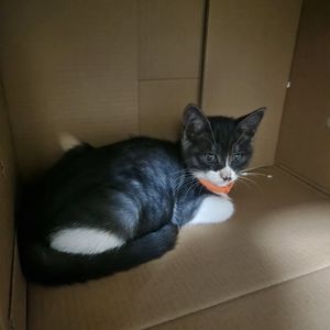 简州猫：藏在沱江两岸的"神猫"传奇"