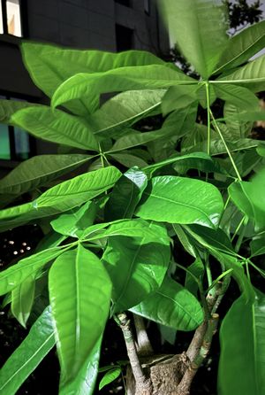 07.寂静的朋友其实好醒目——打破对植物的刻板印象（下）