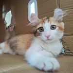 后青春期的天平