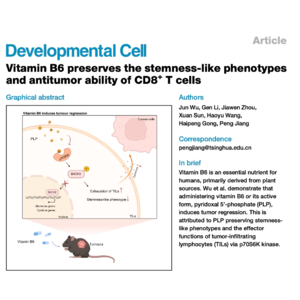 495-维生素B6增强CD8+ T细胞抗肿瘤免疫机制