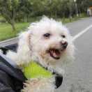 Sylvie有条绿尾巴