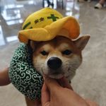月神不鸽