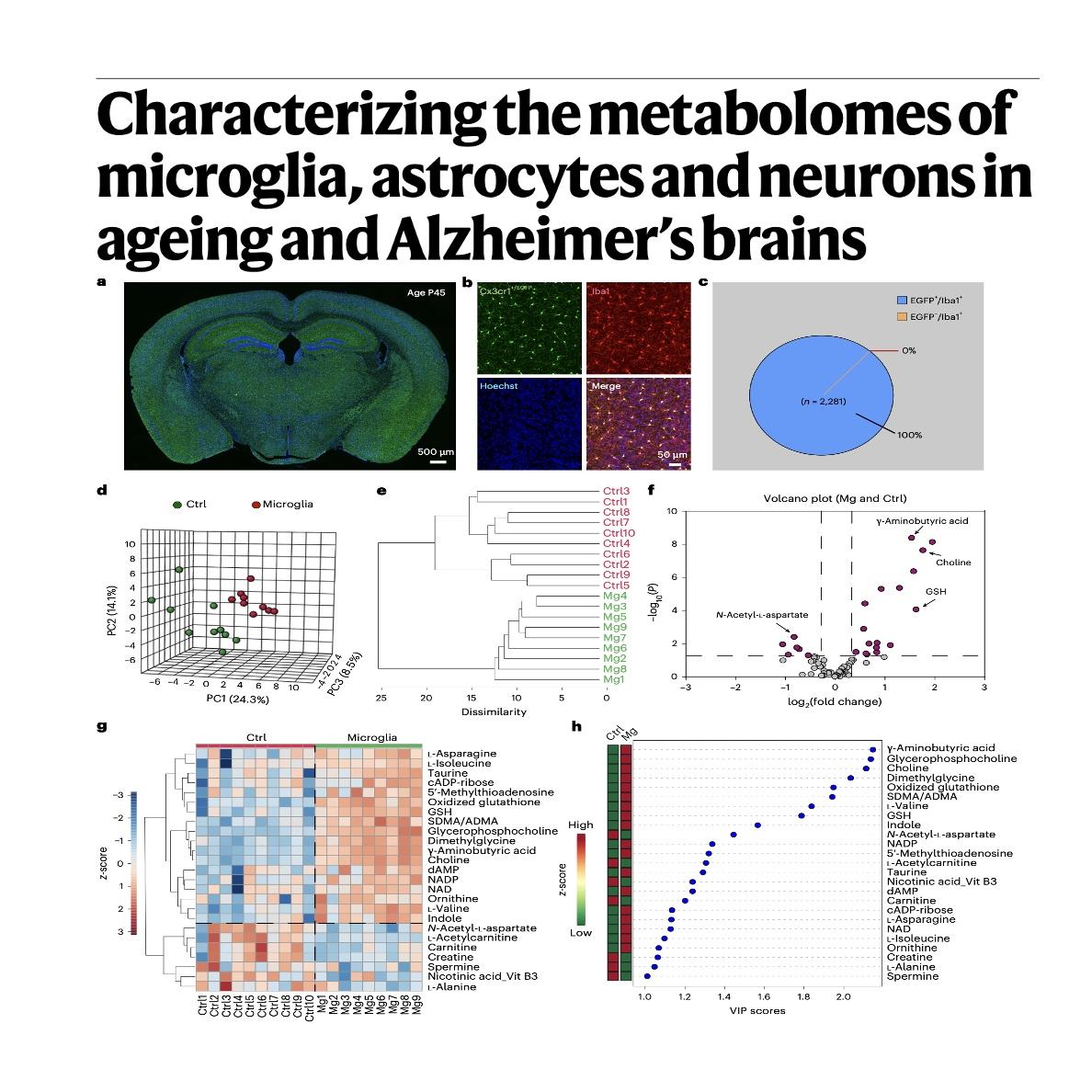 1231-Metabolomic of Microglia, Astocytes, and Neurons episode artwork