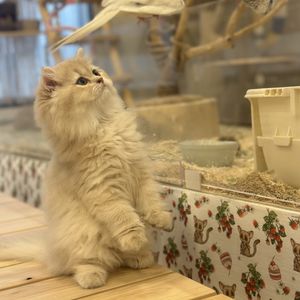 茉墨在过她的有趣人生吖
