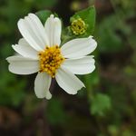 Spring_DbZh
