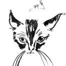 kiiikko