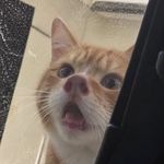 八吨大卡