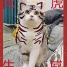 小午是最好的小猫咪