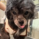 南迦巴瓦山蝴蝶