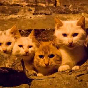 谁说“幕府”是日本词的？