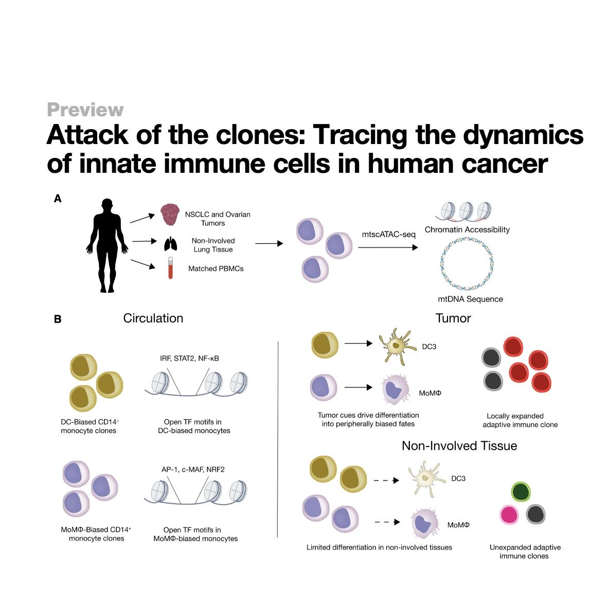 1215-Mitochondrial Tracing of Innate Immune Clonal Dynamics episode artwork