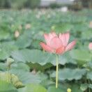 花开富贵_7qQ8