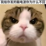 猫猫主义者