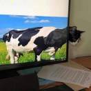 星期三开不开业