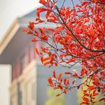 我真系好钟意你