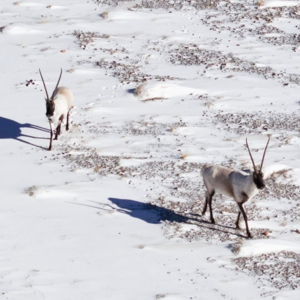 Vol.13 撑伞者联盟｜藏羚：“沙图什”之殇背后的濒危与重生