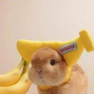 米兰达可儿的小号