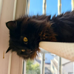 毛孩子的命名式