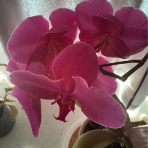 寓言故事鲍君神