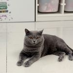 Elsa的猫