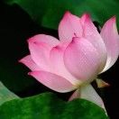 风吹来的时候