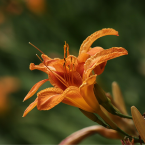 EP201 量子期权定价与量子金融