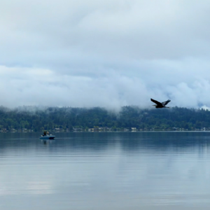 Lake Sammamish 横渡之泳者北北的故事