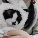 嘶嘶嘶si