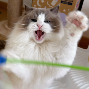 ChatGPT手把手教我维权