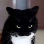 文明牛奶猫