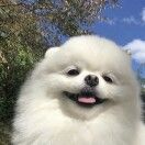 H__HoP