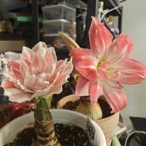 Vol.14 MAX的客厅~爆哭又爆笑!我把妈妈抓进播客,听她讲完半生秘密