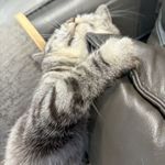 SleepyWorm虫眠