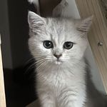马铃薯也