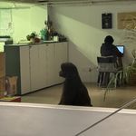 啊啊啊叶