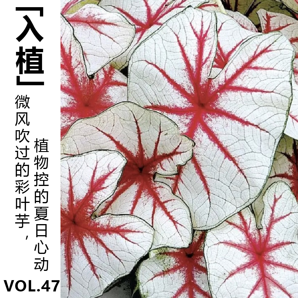 cover of episode Vol.47【入植】微风吹过的彩叶芋，植物控的夏日心动