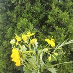 lyl喀纳斯的茫茫林海