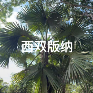 38-云南|打开方式正确的西双版纳真是太美好了