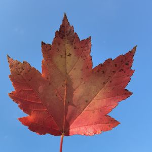 podcaster-avatar