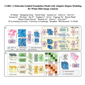856-CARE: for Whole Slide Image Analysis