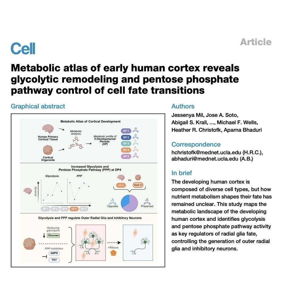 1563-Metabolic Atlas of Human Cortical Development episode artwork