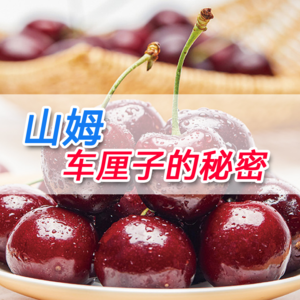 01 山姆的车厘子为什么那么便宜？