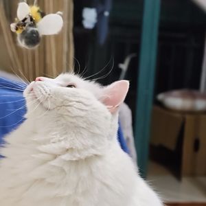 家有臭崽的白白