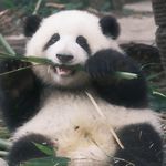 剁椒鱼头m