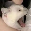 拾壹_NGXB